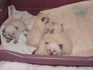 Male and female Himalayan kittens Саарбрюккен