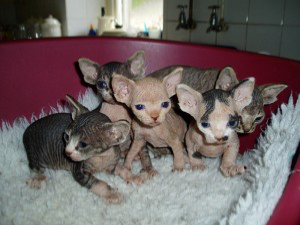 Charming Sphynx Kittens Ready For Adoption Магдебург