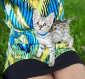 F2 smart and lovely Savannah kittens for re-homing Эрфурт - изображение 1