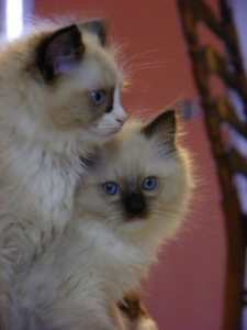 We have gorgeous Ragdoll kitten that we want to give out for adoption Шверін - изображение 1