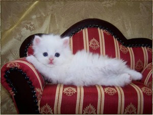 Lovely Persian kittens for Rehoming Saarbrücken - изображение 1