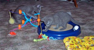 russian blue kittens Duesseldorf