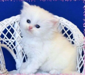 Male and female Persian kittens for adoption Майнц - изображение 1