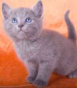 Russian Blue kittens for your home Erfurt