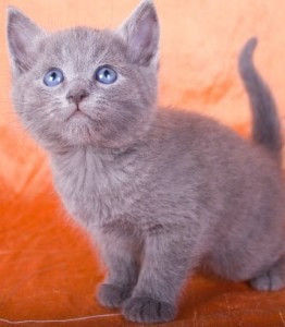 Russian Blue kittens for your home Erfurt - photo 1