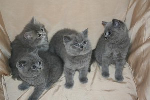 Bristling shorthair kittens available for you now Berlin