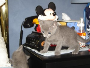 Russian blue kittens Potsdam - photo 1