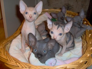 Three adorable Sphynx kittens available for adoption Вісбаден