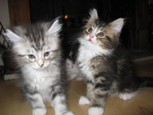 Male and female Maine Coon kittens Ганновер