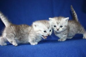 Male and female Munchkins kittens for sale Бремен - изображение 1