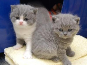 Males and females British shorthair kittens Hamburg