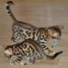 Bengal kittens ready for re homing Erfurt