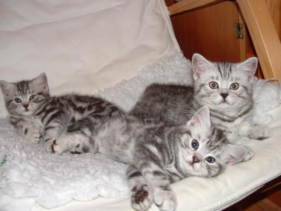 Lovely male and female British shorthair kittens for sale Saarbrücken