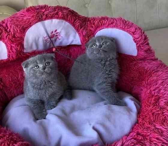 Scottish fold kittens Эрфурт