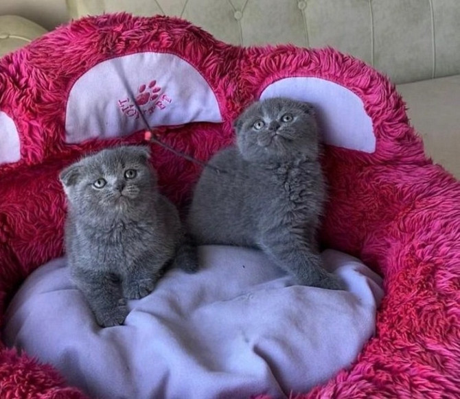 Scottish fold kittens Ерфурт - изображение 1