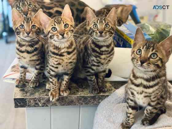 Bengal kittens Дрезден