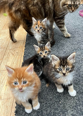 maine coon kittens Гамбург - изображение 1