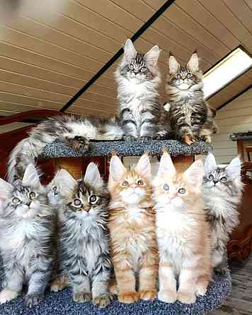 Maine coon kittens Мюнхен