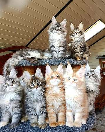 Maine coon kittens München - изображение 1