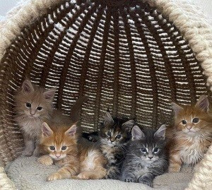 maine coon kittens Вісбаден - изображение 1