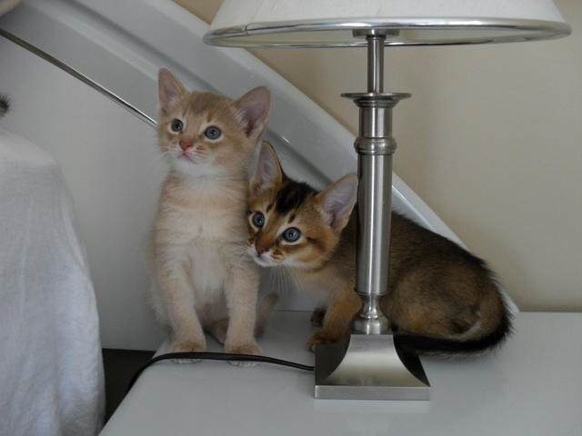 Abyssinian kittens Hamburg - photo 1