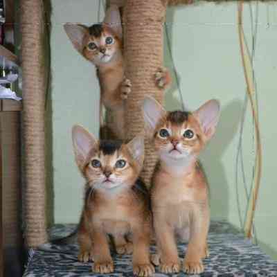 Abyssinian kitens Dresden