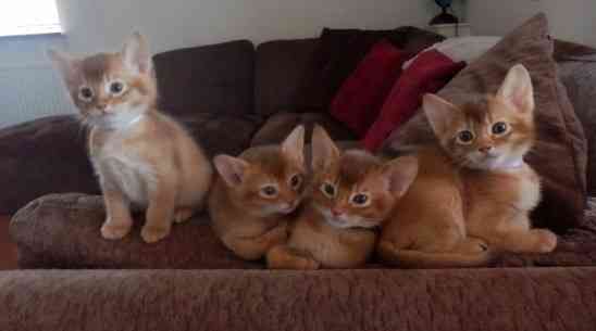 Abyssinian kittens Висбаден