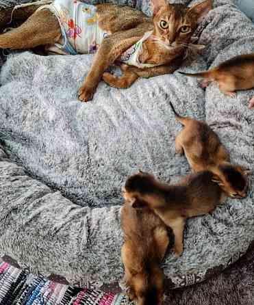 Abyssinian kittens Бремен