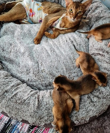 Abyssinian kittens Bremen - photo 1