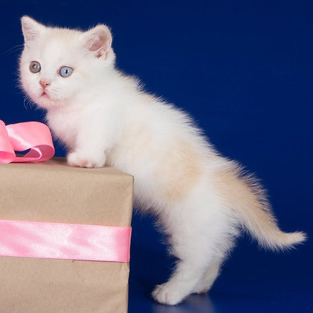 munchkin kittens Saarbrücken - изображение 2