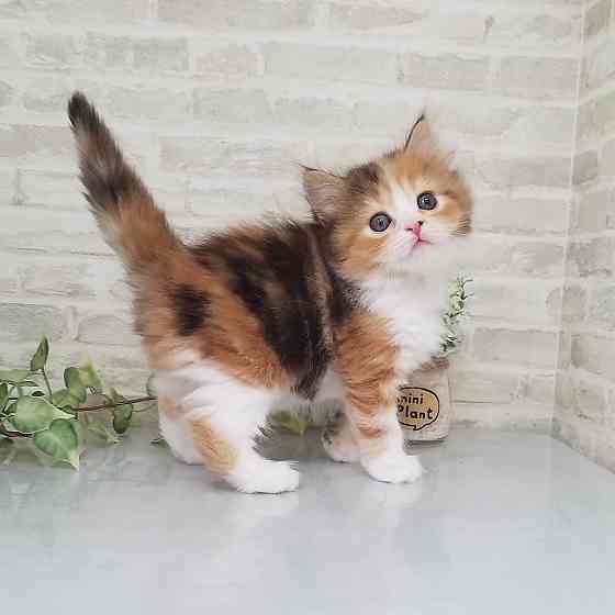 munchkin kittens Berlin