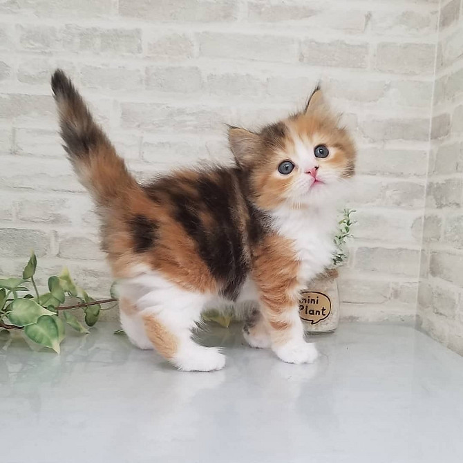 munchkin kittens Берлин - изображение 1