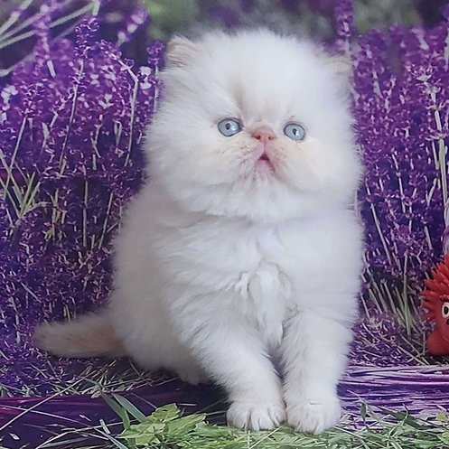 Persian kittens Саарбрюккен - изображение 1