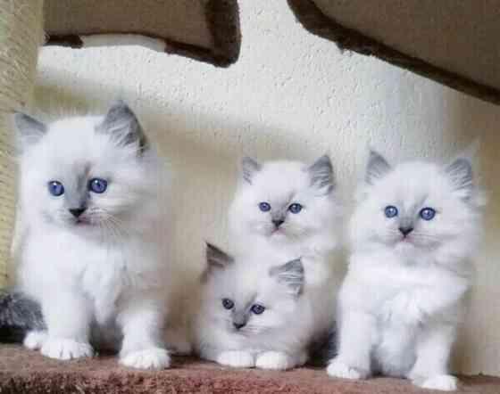 Ragdoll kittens Берлін