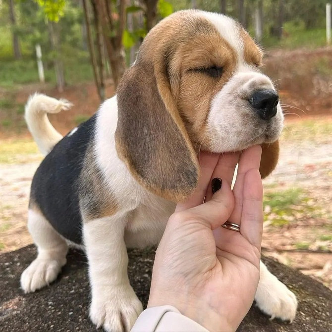 Beagle Puppies Berlin - photo 1