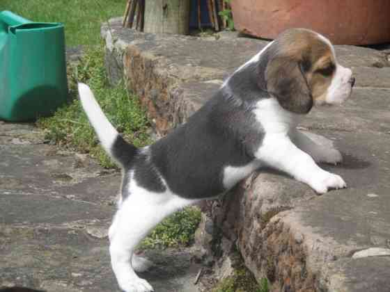 Beagle Puppies Magdeburg