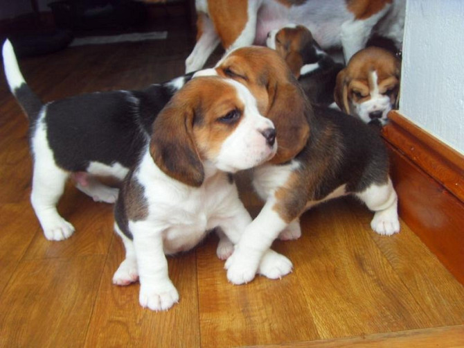 Beagle Puppies Potsdam - изображение 1