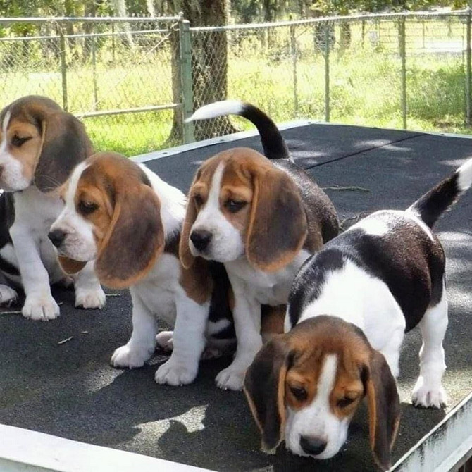 Beagle Puppies Bremen - photo 1