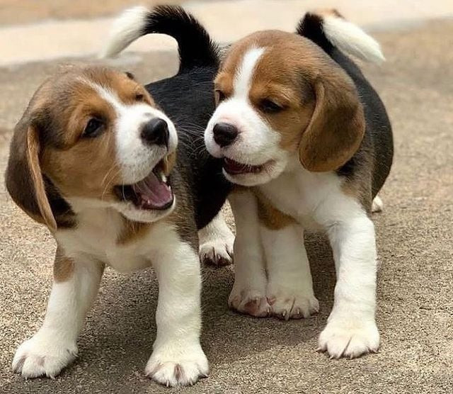 Beagle Puppies Mainz - photo 1