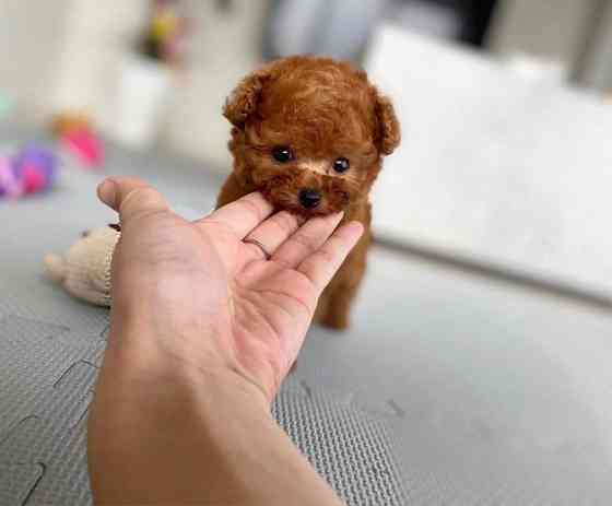 Toy Poodle Puppies Munich