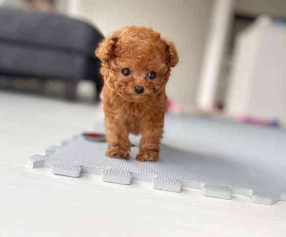 Toy Poodle Puppies Munich