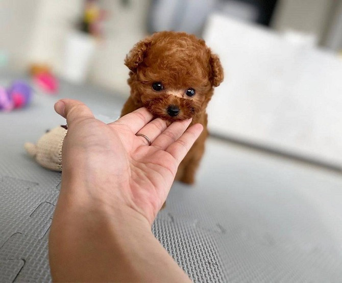 Toy Poodle Puppies Мюнхен - изображение 2