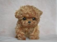 Toy Poodle Puppies Bremen - photo 1