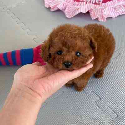 Toy Poodle Puppies Магдебург