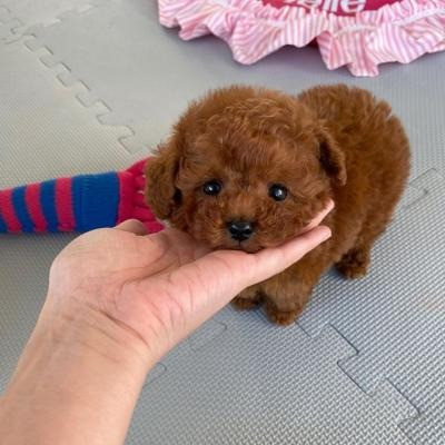 Toy Poodle Puppies Magdeburg - photo 1