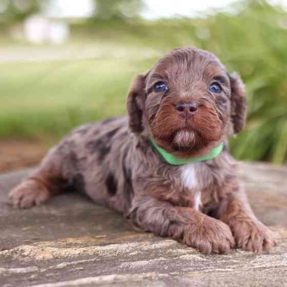 Male and female cavapoo puppies for sale Ерфурт