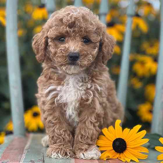 Toy poodle Duesseldorf