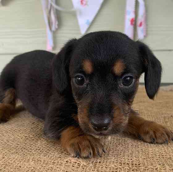 Male and female Dachshunds puppies Ганновер