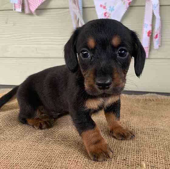 Male and female Dachshunds puppies Ганновер