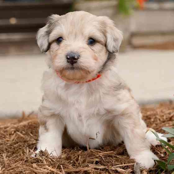 Cute and adorable Aussiedoodle puppies Wiesbaden